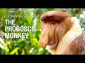 Download Lagu True Facts: Proboscis Monkey