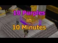 This has 10 Purples in 10 Minutes Raids 3 OSRS