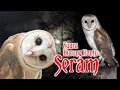 Download Lagu TERBARU... ! SUARA BURUNG HANTU PALING SERAM 2022 || Jangan nonton sendirian