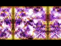 Ami Dang - Tension, Tension, Release