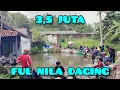 Lagu Sangat seru mancing ful nila daging‼️lapak sampai penuh, 3,5 juta 11 orang