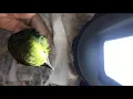 Lagu Bot Fly Removal from Yellow Oriole baby bird .