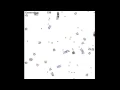 VES Neural Networks and Genetic Algorithms v2 5