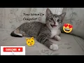 We Got a Free Kitten Off Craigslist