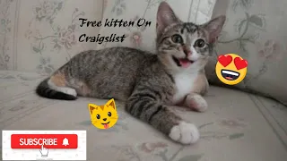 We Got a Free Kitten Off Craigslist