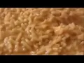 The Mac Cheese Incident Daniel Larson Incidents