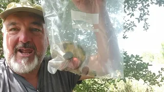 Foraging Florida Great Edible Mushroom Find