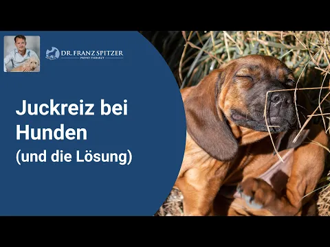 Juckreiz beim Hund endlich dauerhaft stoppen - so geht's!