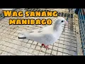 Download Lagu BAGONG LIPAT NA INAKAY WAG SANANG MANIBAGO |Reggie Cruz Loft \u0026 Aviary