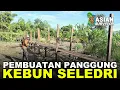 Lagu CARA PAK UMAN MEMBUAT PANGGUNG UNTUK BERKEBUN SELEDRI; CERITA PERTANIAN KALIMANTAN UTARA