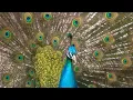 Peacock Dance Display - Peacocks Opening Feathers HD & Bird Sound