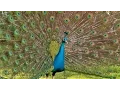 Download Lagu Pauwendansvertoning - Pauwen openen hun veren HD \u0026 vogelgeluid