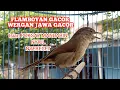 Download Lagu Suara Flamboyan Jantan Gacor Terapi Air || kicau pidong