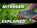Nitrogen in Aquaponics Explained Guide to the Nitrogen Cycle System Health