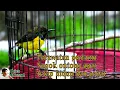 Download Lagu Cara Merawat Sogok Ontong Liar Baru Dapat Mikat Agar Tetap Hidup