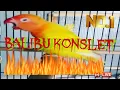 Download Lagu Chili, Balibu konslet || masteran lovebird balibu konslet