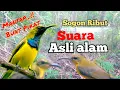 Download Lagu Suara Pikat Sogon Ribut Asli Alam Paling Ampuh