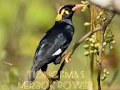Download Lagu burung tiong emas