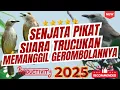 Download Lagu Pikat trucuk paling ampuh ‼️ pikat trucukan ribut paling ampuh untuk pikat trucukan liar