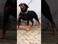 Download Lagu ROTTWEILER ANGRY 😡😱//ORIGINAL BARKING SOUND 🔥#rottweiler #rottweilerworld #doglover