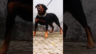 ROTTWEILER ANGRY ORIGINAL BARKING SOUND Rottweiler Rottweilerworld Doglover 