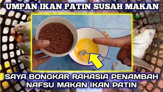 Download Umpan Patin Kolam Harian || Racikan Umpan Patin Paling Jitu \u0026 Penambah Nafsu Makan Ikan MP3