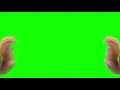 Dancing Squirrel Green Screen Template WITH SONG TikTok Meme