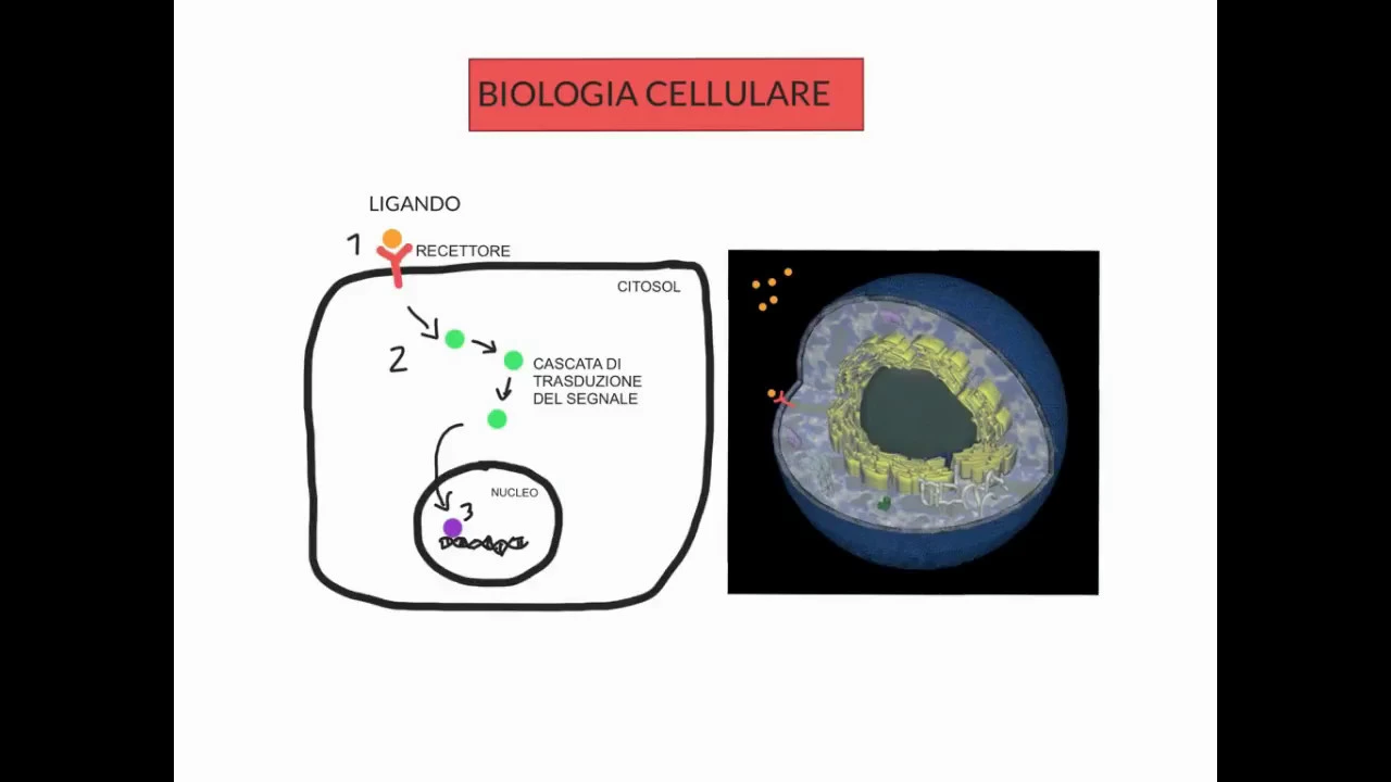 CORSO DI BIOLOGIA CELLULARE 1 - LEZIONE 1 DI 23 - VIE DI SEGNALAZIONE CELLULARE - GENERALITA' - 1
