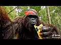 Download Lagu Finding Honey Pack In Jamaica 🇯🇲