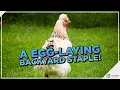 Ameraucana Chickens Your Ultimate Guide to the Breed that Lays Blue Eggs