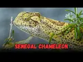 Senegal Chameleon Chameleon Buying Cost Diet Care Sheet Guide for Beginners