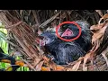 Download Lagu BAYI BURUNG PREDATOR MULAI LASAK SAAT DIBAWA MAKANAN