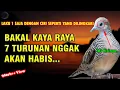 Calon Kaya Raya 7 Turunan | CIRI PERKUTUT LOKAL KATURANGGAN YANG BIKIN KAYA RAYA DAN MAHAL HARGANYA