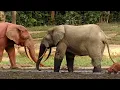 Walk on the Wild Side   Episode 1 flashhigh