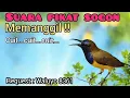 Download Lagu Suara Pikat Sogon Memanggil cuit,,,cuit,,,cuit,,,