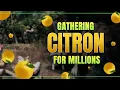 Life Of A Shai Gathering Citron For Cooking - Black Desert Online