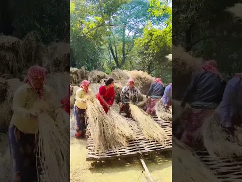 গ্রামের বৌদিদের সাথে ধান ছাড়াচ্ছি #YouTube official #YouTube YouTube for you viral##song
