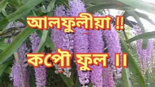 alphuliya kopao phul 