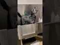 Blue Heeler aggressive on the dryer