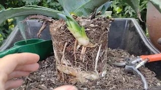 How to repot an Agave and separate its pups