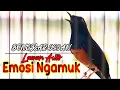 Download Lagu MURAI BATU BONGKAR ISIAN, PANCINGAN MURAI BATU DIAM MACET BUNYI JADI EMOSI