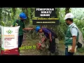 Lagu Fungsi Pupuk BORAT Dan Cara Aplikasinya Pada Tanaman KELAPA SAWIT