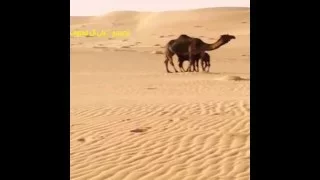 يامن يعلمني عن البدو بأخبار   اداء  شبل الدواسر دندنها