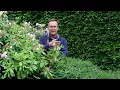 Download Lagu Rhododendron snoeien Zo doe je dat   Hortinno