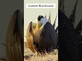 Download Lagu De engste vogelgeluiden ooit opgenomen