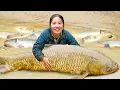 Download Lagu Catching Giant Carp in the Fish Pond by Hand and Bring them to the Market to Sell