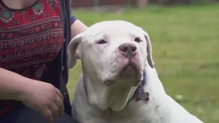 Oregon Humane Society offering dog adoption deals after shelters face capacity crisis
