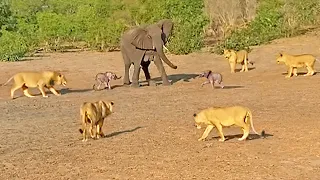 mother elephant gives up on a twin to save the other from lions