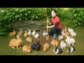 Download Lagu Harvest 1000kg Baby Rabbits in the Forest and Trading at the Countryside Market