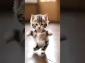 Download Lagu kucing joget motor